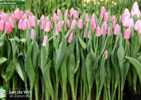 Tulipa Matchmaker ® (2)